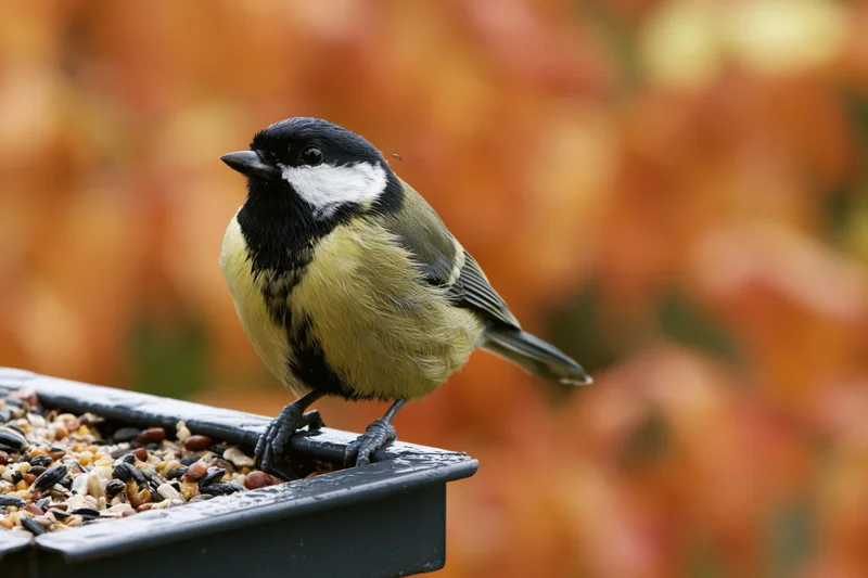 Great tit perched on a wet metal bird feeder filled with seeds in an autumn garden