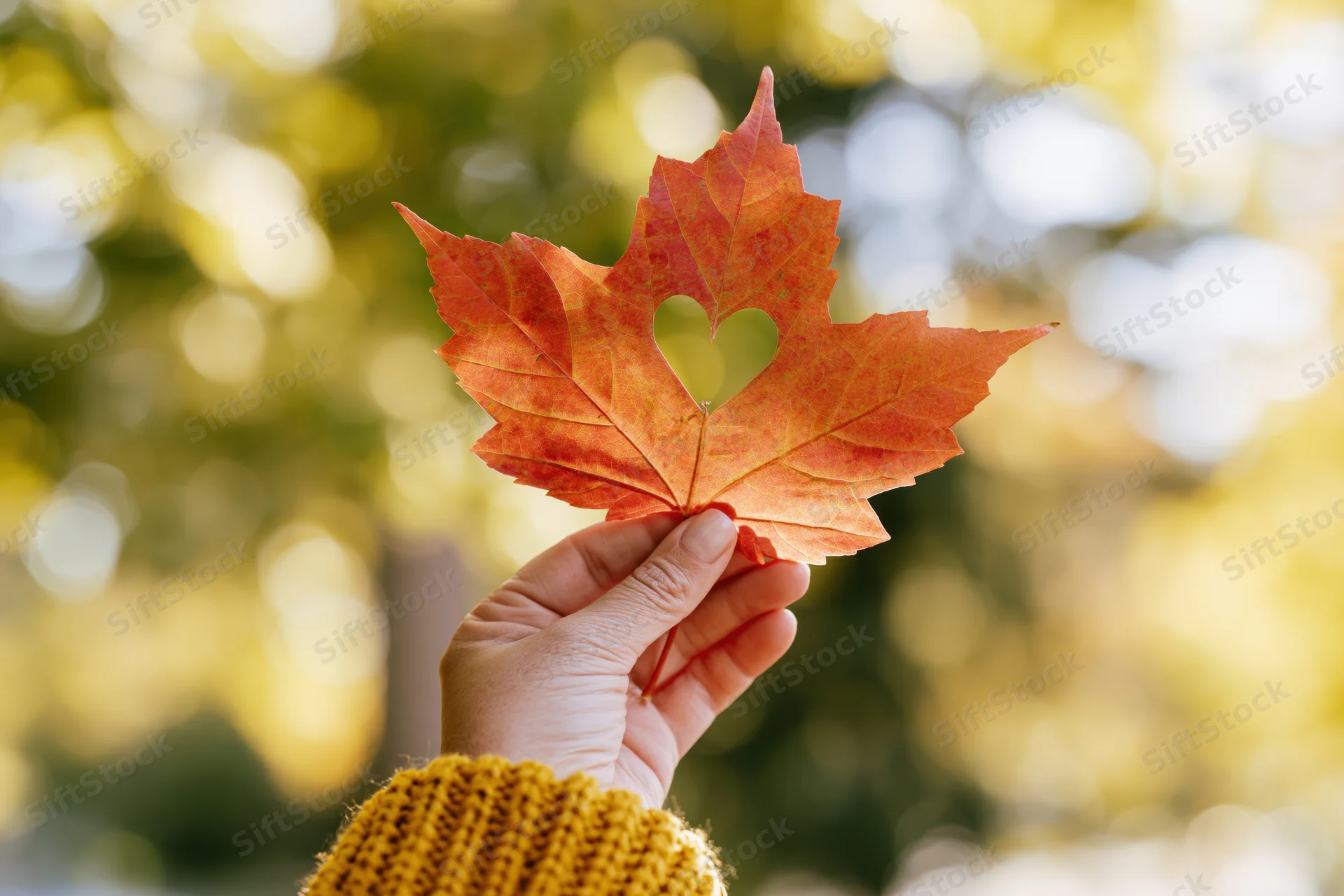 Hand holding maple leaf with heart cutout in autumn park