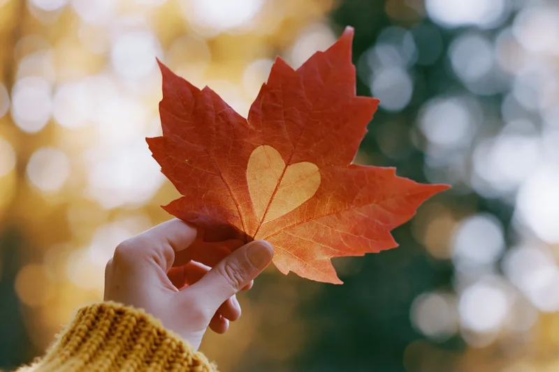 Hand holding red-orange maple leaf with heart-shaped cutout against blurred autumn forest background