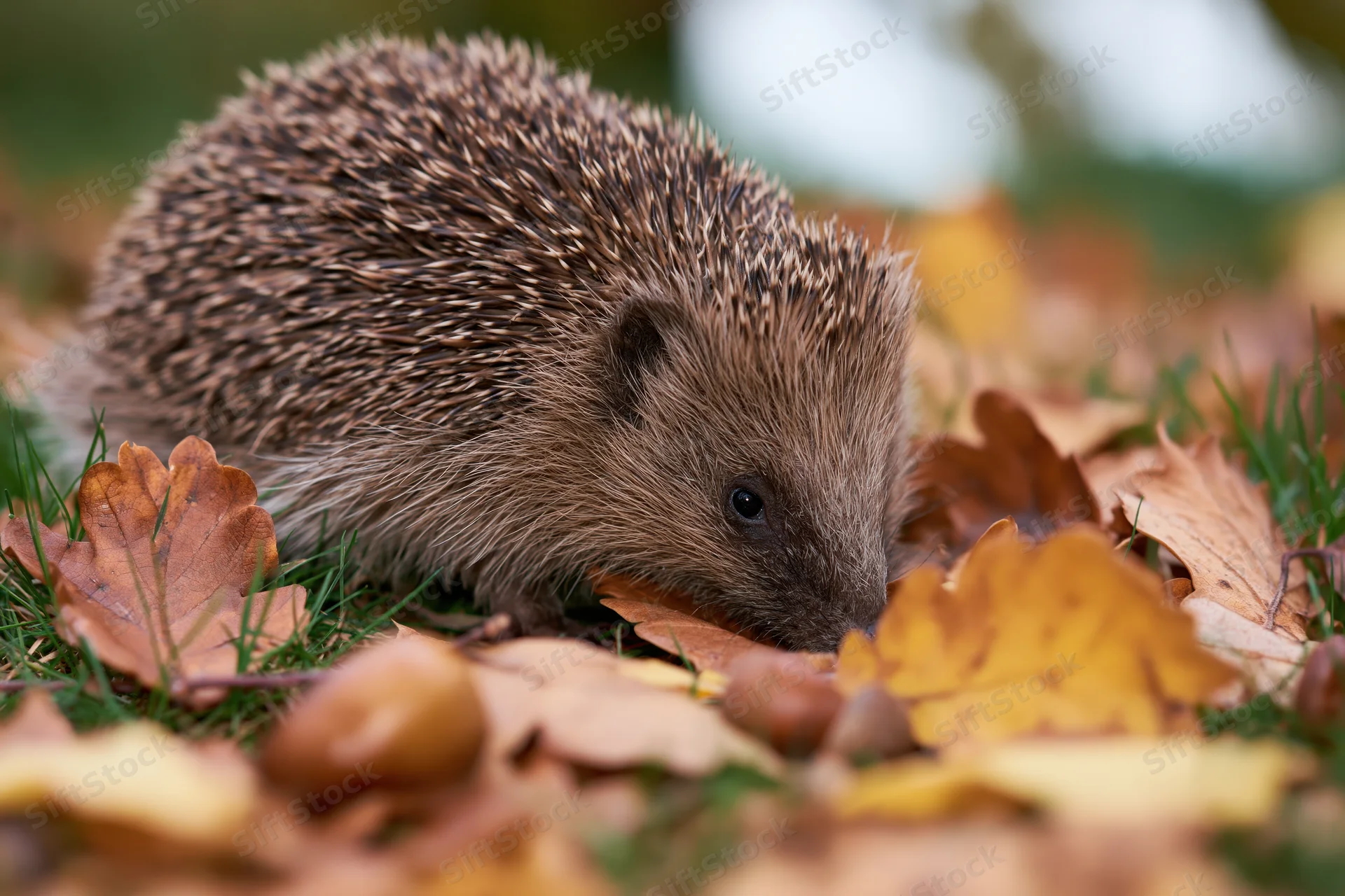 Hedgehog foraging among fallen autumn leaves and chestnuts on grassy ground