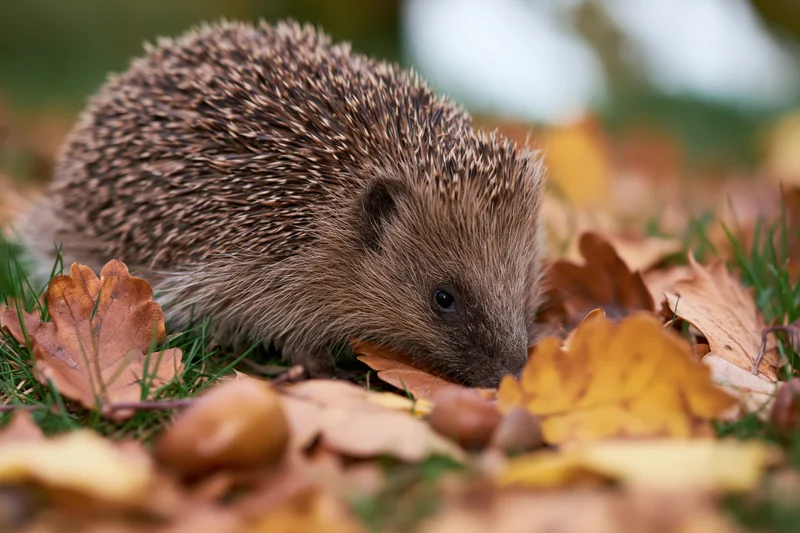 Hedgehog foraging among fallen autumn leaves and chestnuts on grassy ground