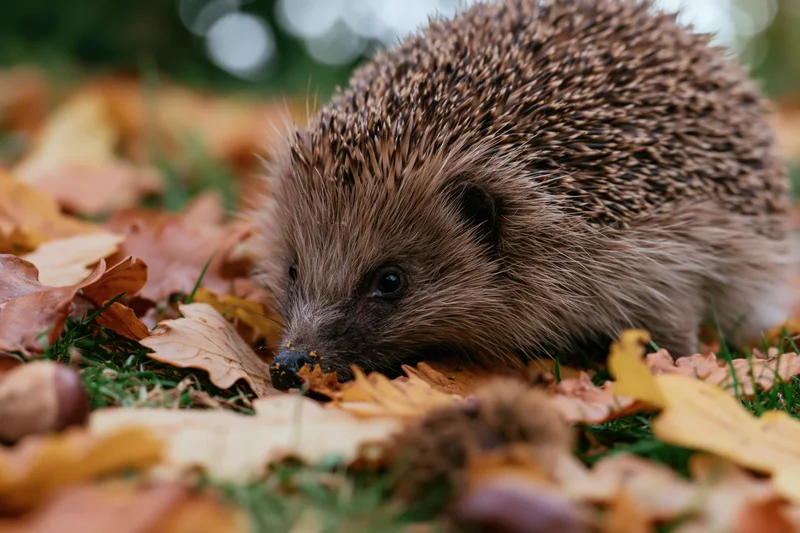 Hedgehog foraging among fallen autumn leaves and chestnuts on grassy ground