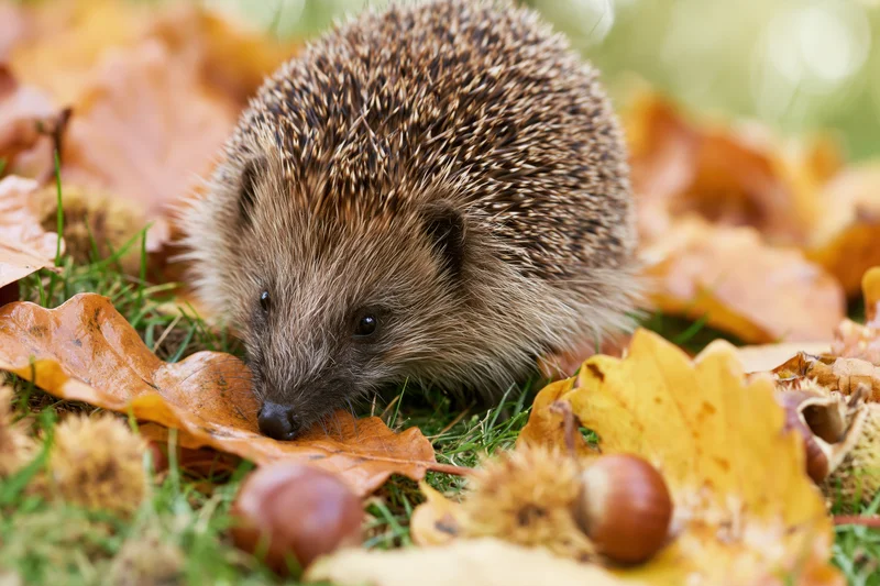 Hedgehog foraging among fallen autumn leaves and chestnuts on grassy ground