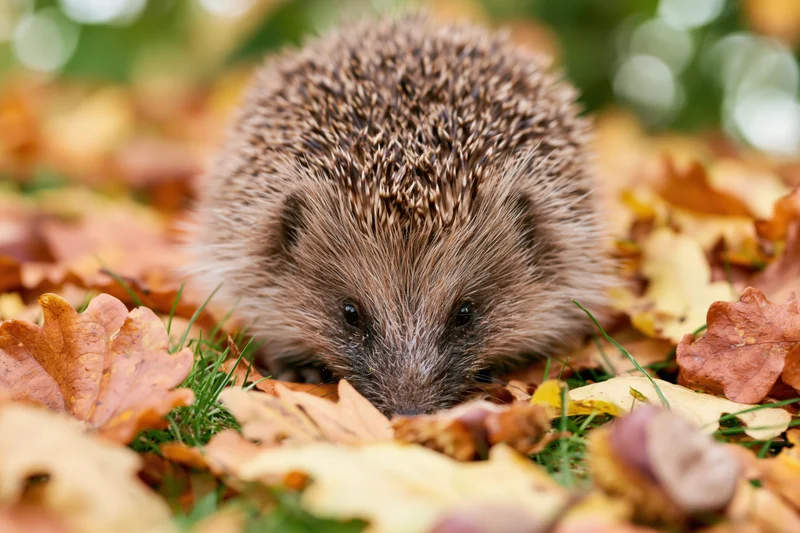 Hedgehog foraging among fallen autumn leaves and chestnuts on grassy ground