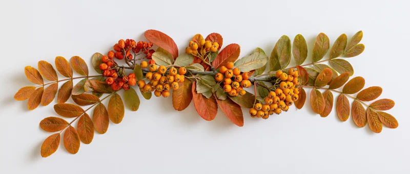 Horizontal autumn branch with orange berries and brown leaves on white background