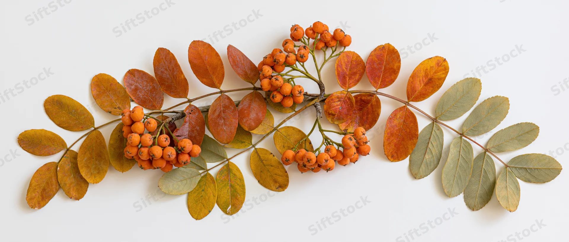 Horizontal rowan branch with orange berries and autumn leaves arranged on white background