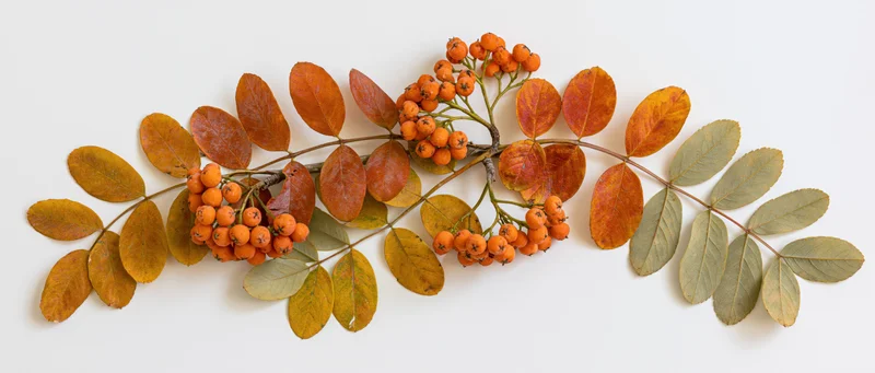 Horizontal rowan branch with orange berries and autumn leaves arranged on white background
