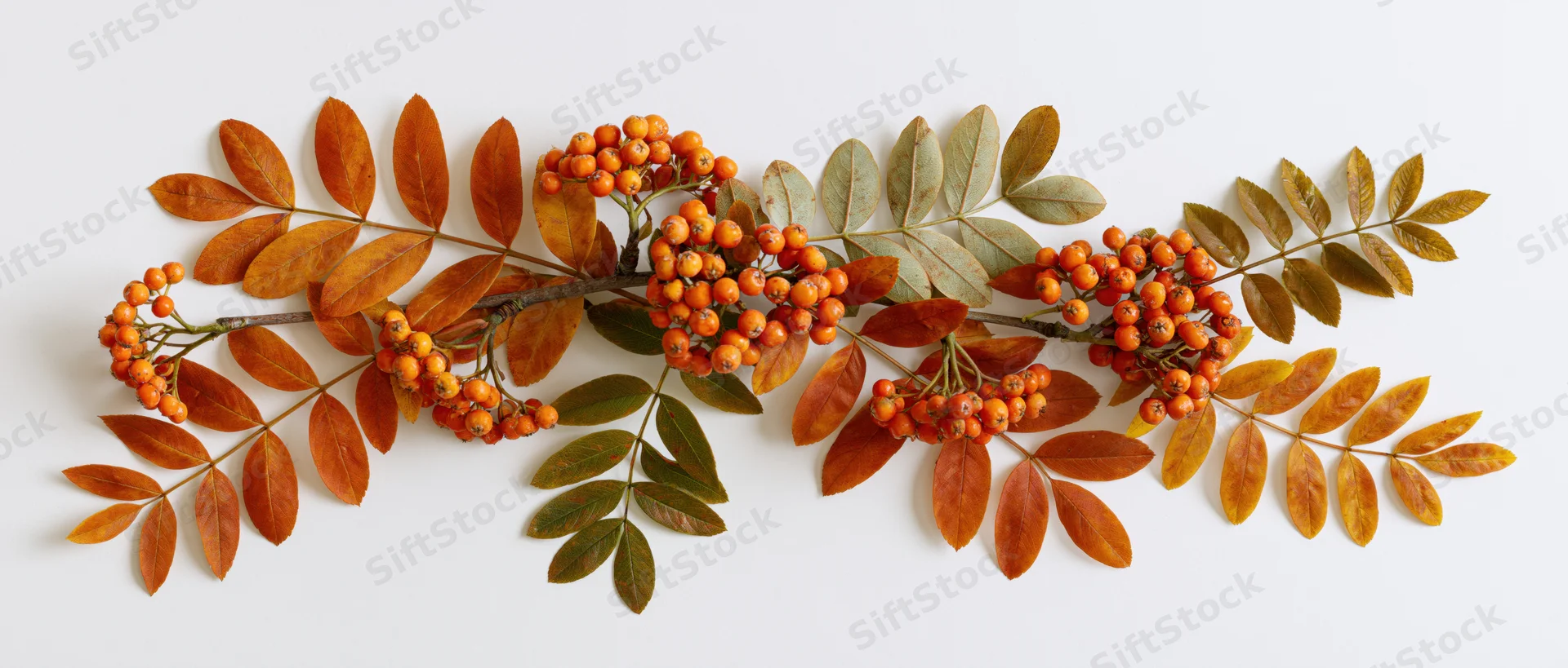 Horizontal autumn branch with orange berries and colorful leaves arranged on white background