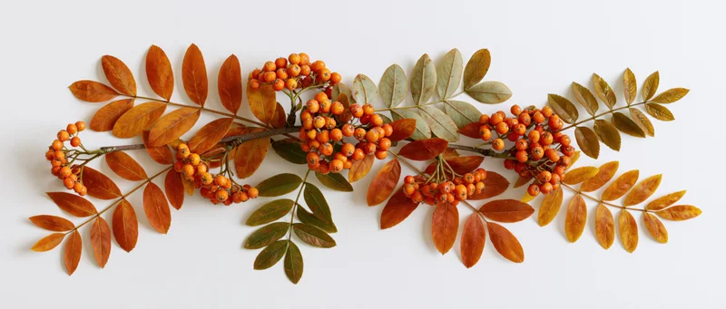 Horizontal autumn branch with orange berries and colorful leaves arranged on white background