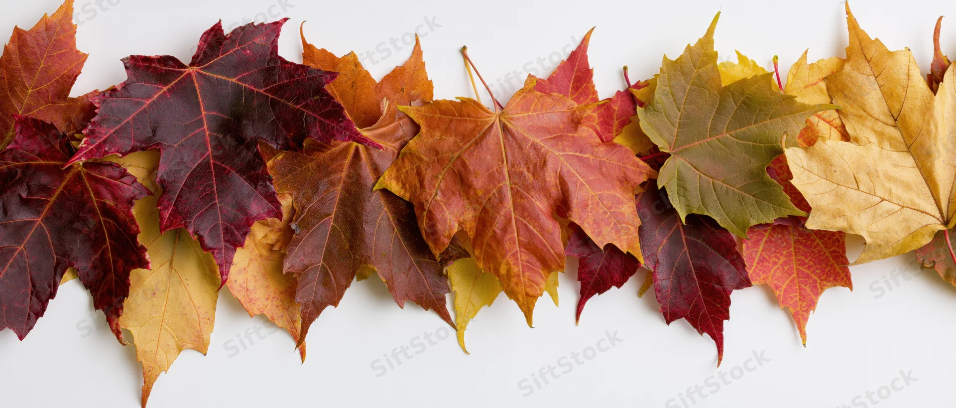 Horizontal row of autumn maple leaves arranged flat on white background