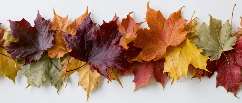 Horizontal row of autumn maple leaves arranged flat on white background