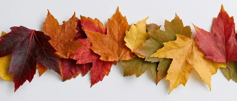 Horizontal row of autumn maple leaves arranged flat on white background