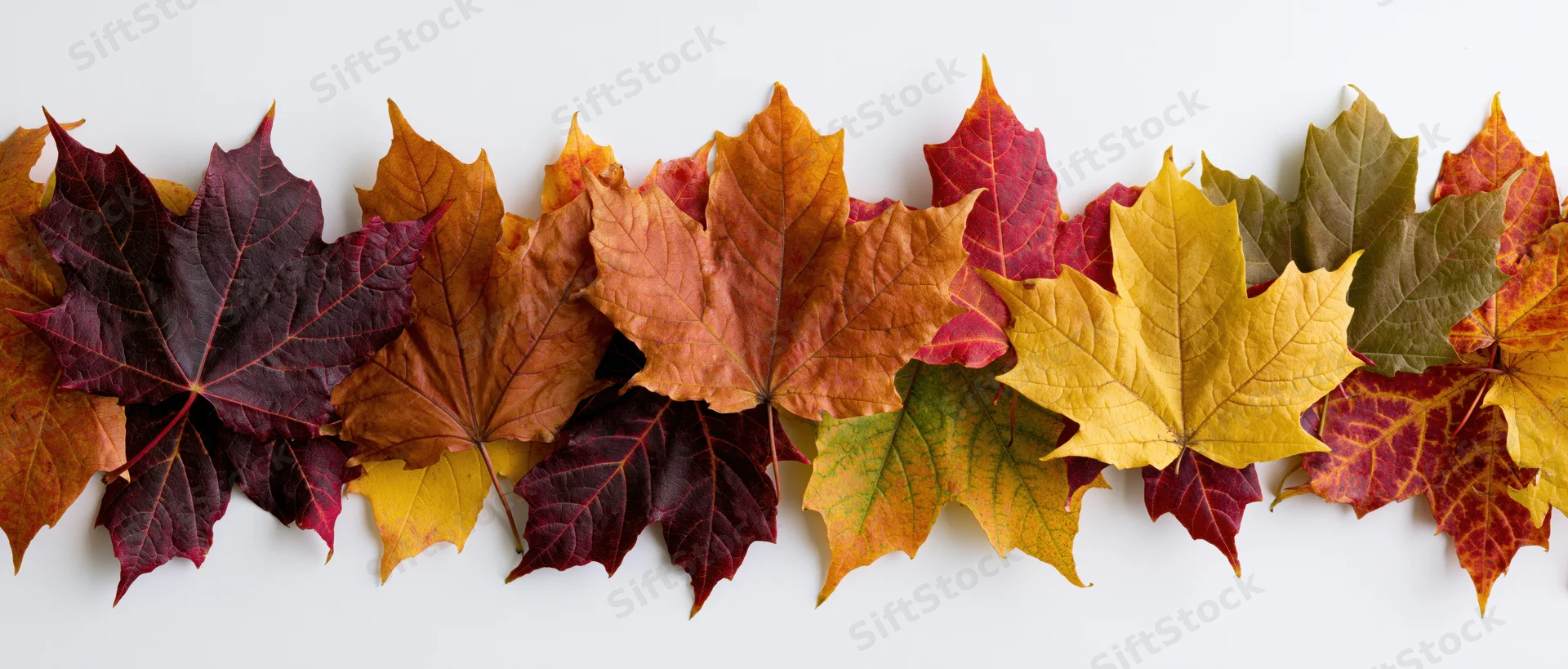 Horizontal row of autumn maple leaves arranged flat on white background