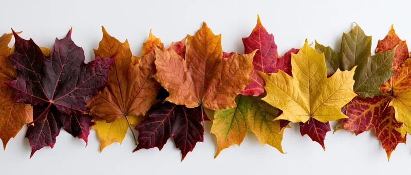 Horizontal row of autumn maple leaves arranged flat on white background