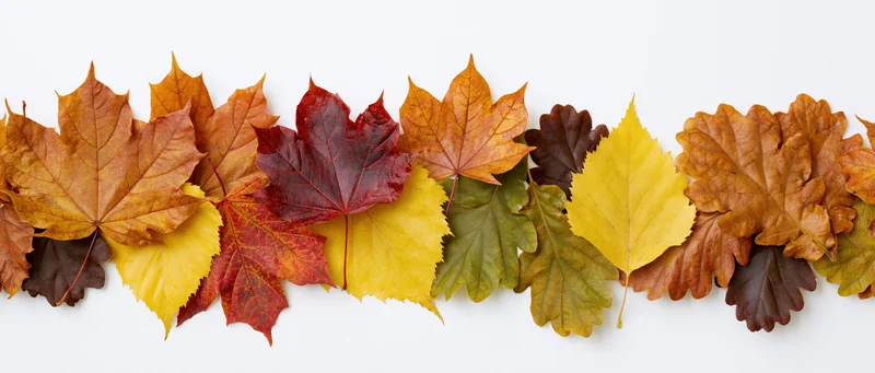 Horizontal row of colorful autumn leaves arranged flat on white background