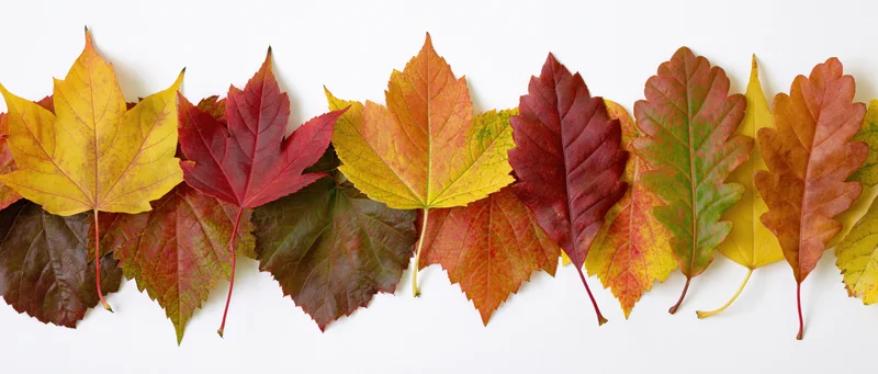 Horizontal row of mixed autumn leaves arranged flat on white background