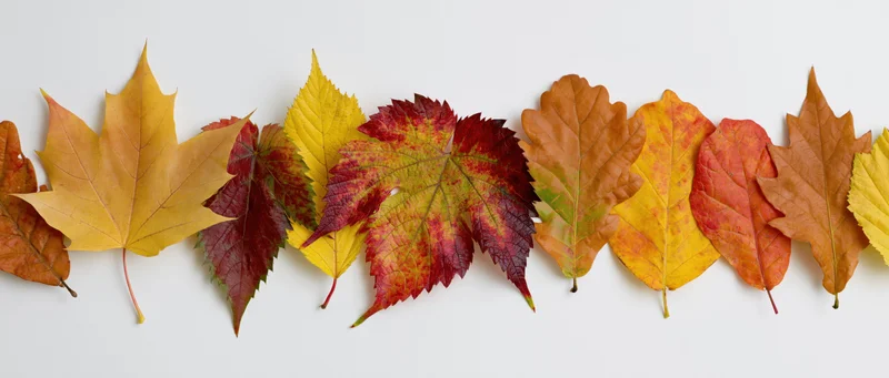 Horizontal row of mixed autumn leaves arranged in a flat lay on white background