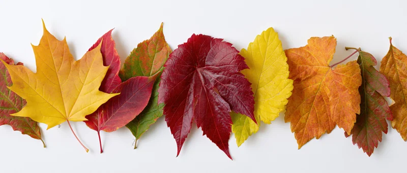 Horizontal row of mixed autumn leaves arranged flat on white surface