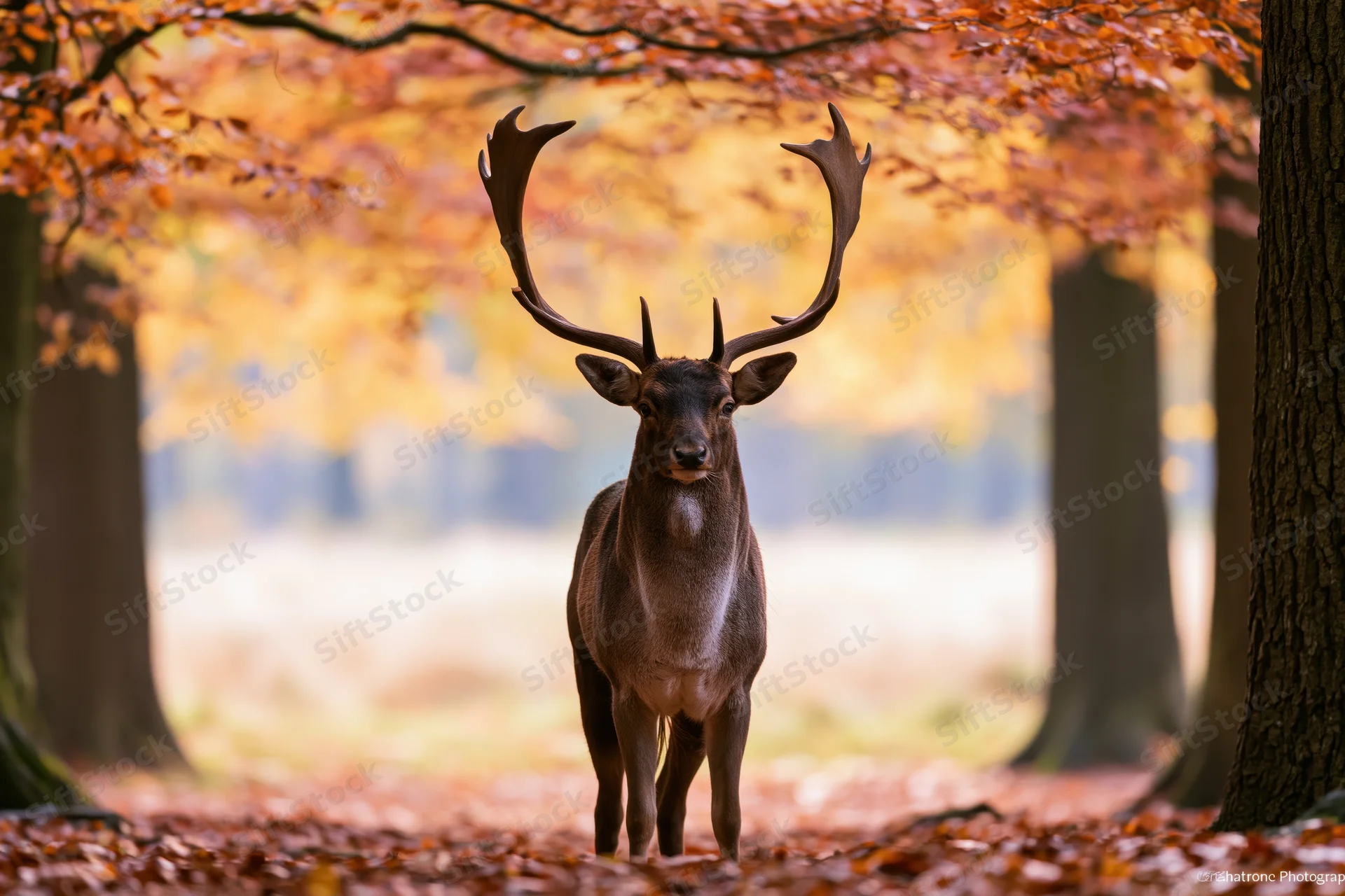 Large male fallow deer standing alert facing camera in autumn forest with fallen leaves on path