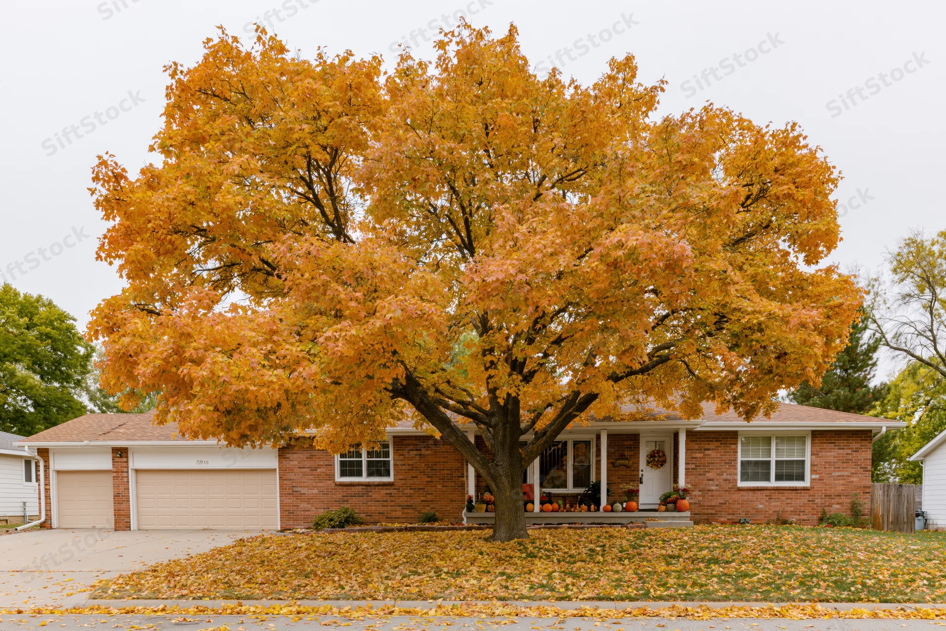 Large maple tree in full autumn color in front of a brick house with pumpkins on the porch