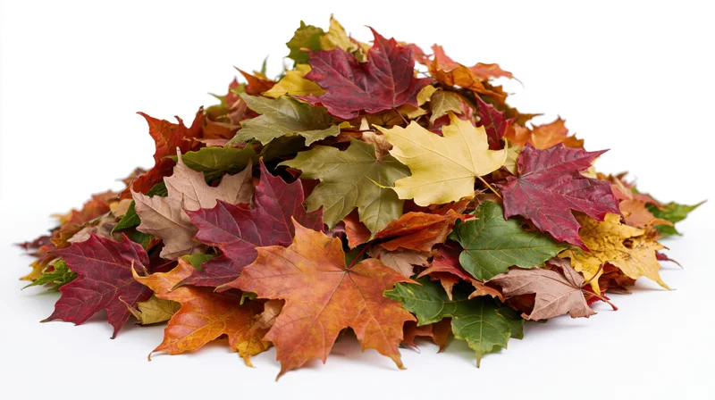 A mound of fallen autumn maple leaves on a white background