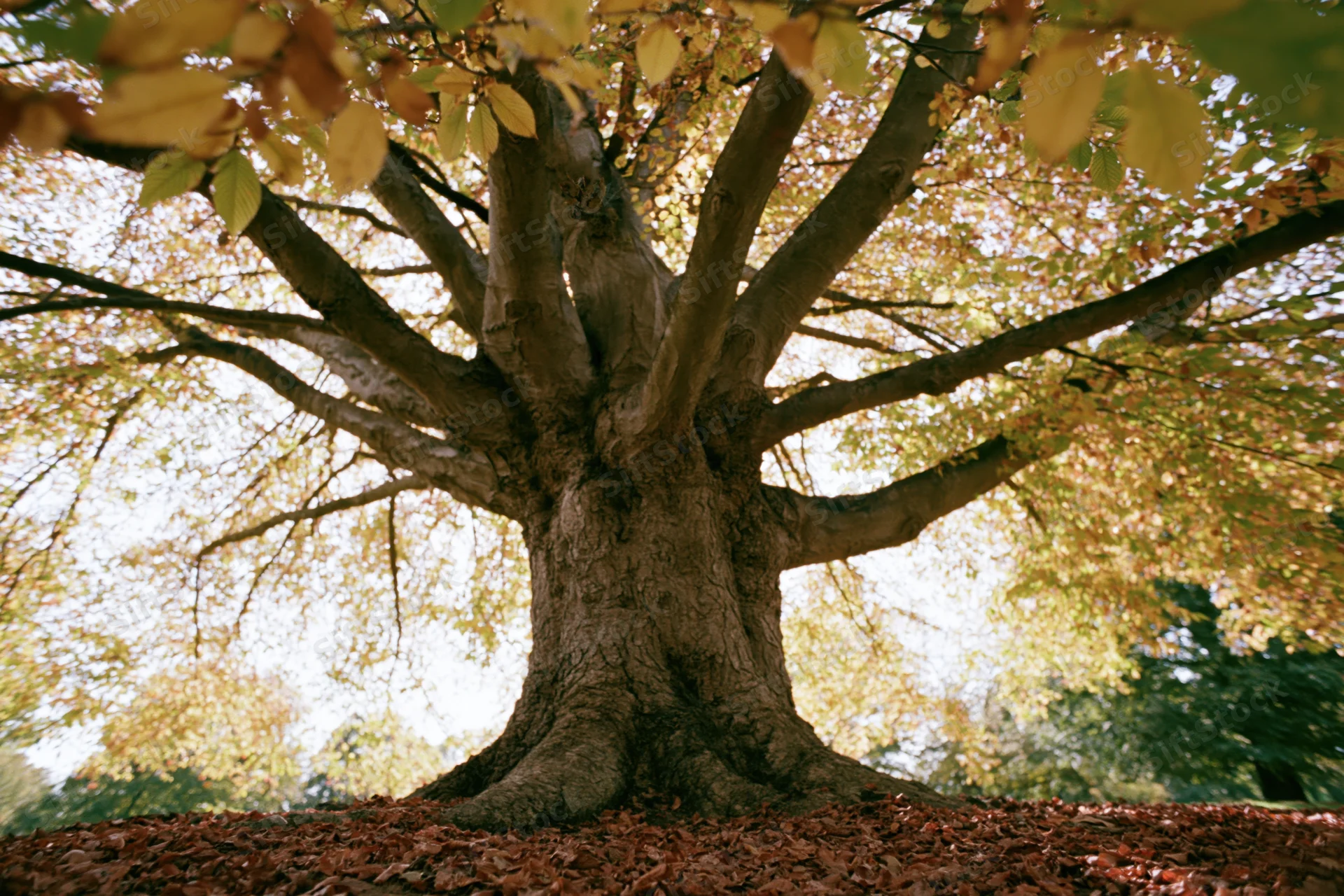 Large old deciduous tree with wide-spreading branches and autumn foliage in a park setting