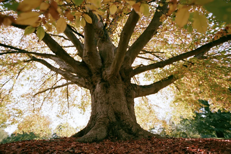 Large old deciduous tree with wide-spreading branches and autumn foliage in a park setting