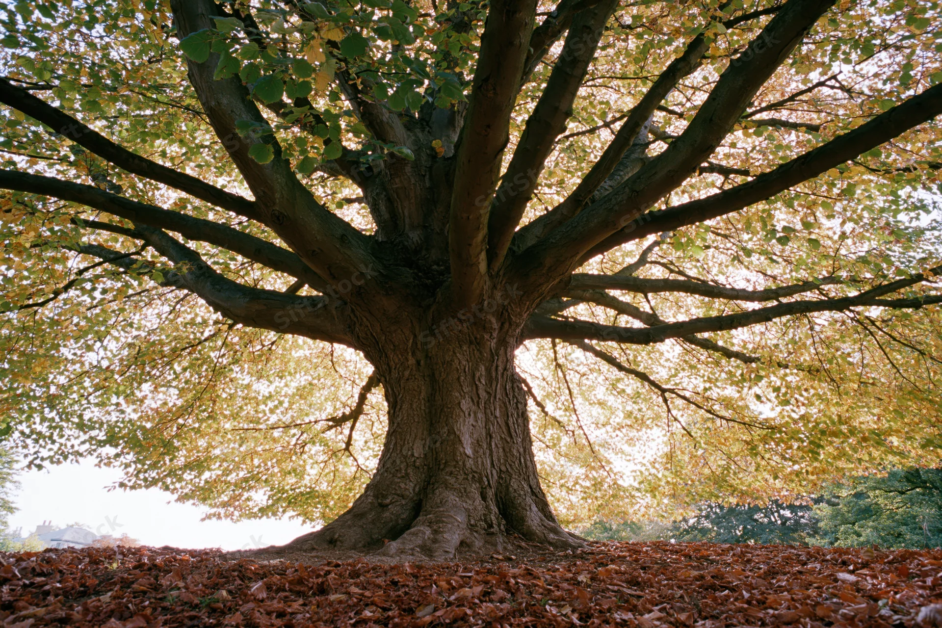 Large old deciduous tree with wide-spreading branches in autumn park setting