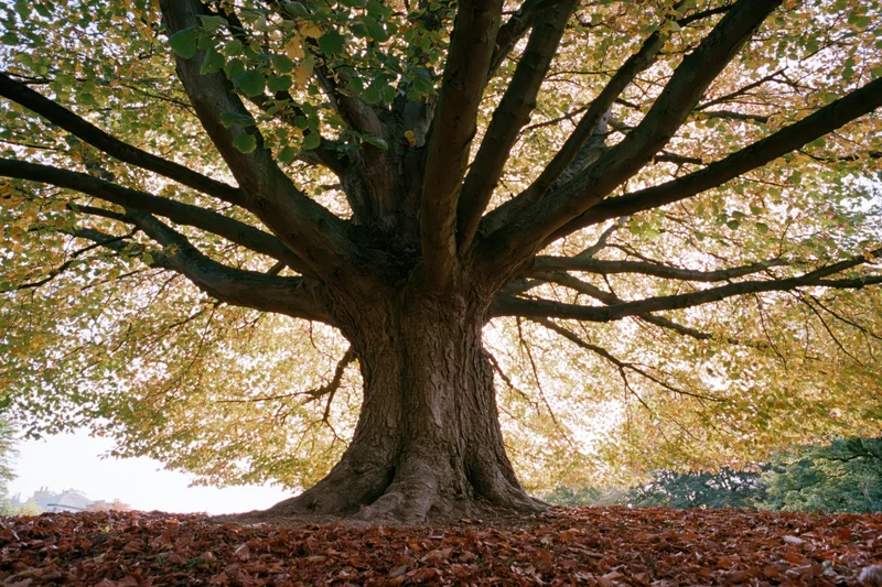 Large old deciduous tree with wide-spreading branches in autumn park setting
