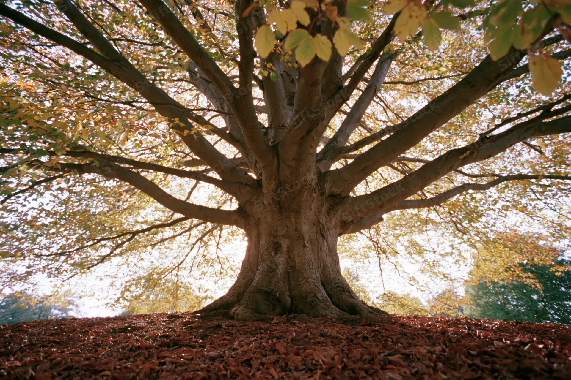 Large old deciduous tree with wide-spreading branches and autumn foliage in a forest setting