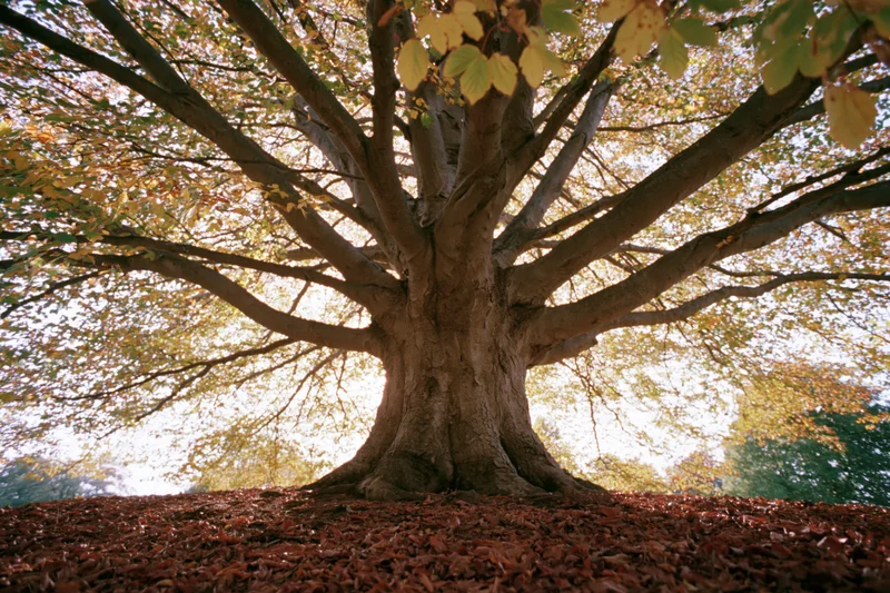 Large old deciduous tree with wide-spreading branches and autumn foliage in a forest setting