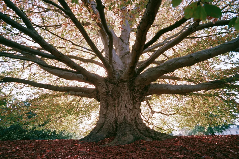 Large old deciduous tree with wide-spreading branches and fallen leaves on ground in autumn park setting