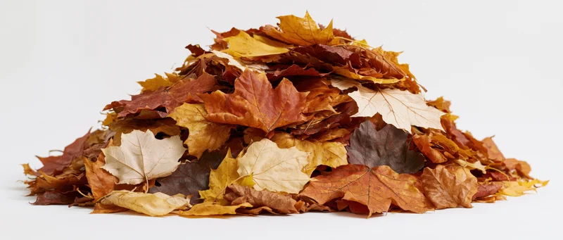 A heap of dried autumn leaves piled on a white surface
