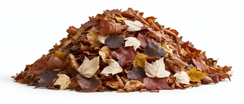 A large raked pile of fallen autumn maple leaves heaped into a low mound on a white background