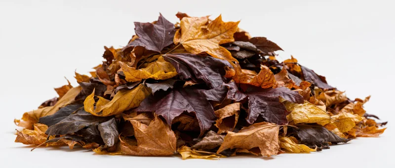 A mound of dried autumn leaves piled low on a white surface