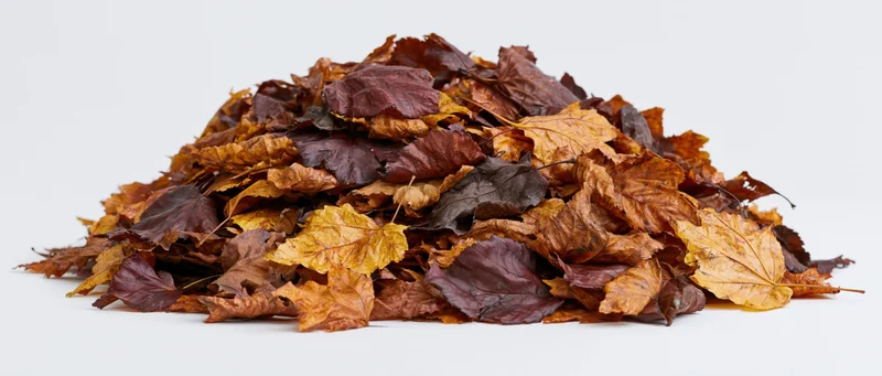 A mound of dried autumn leaves piled low on a white surface