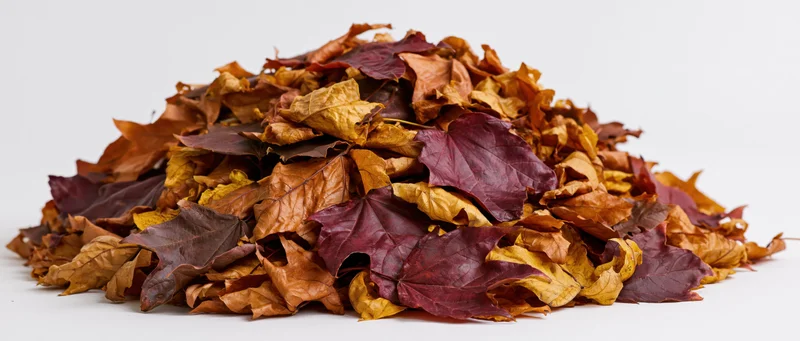 A mound of dried autumn leaves piled low on a white surface