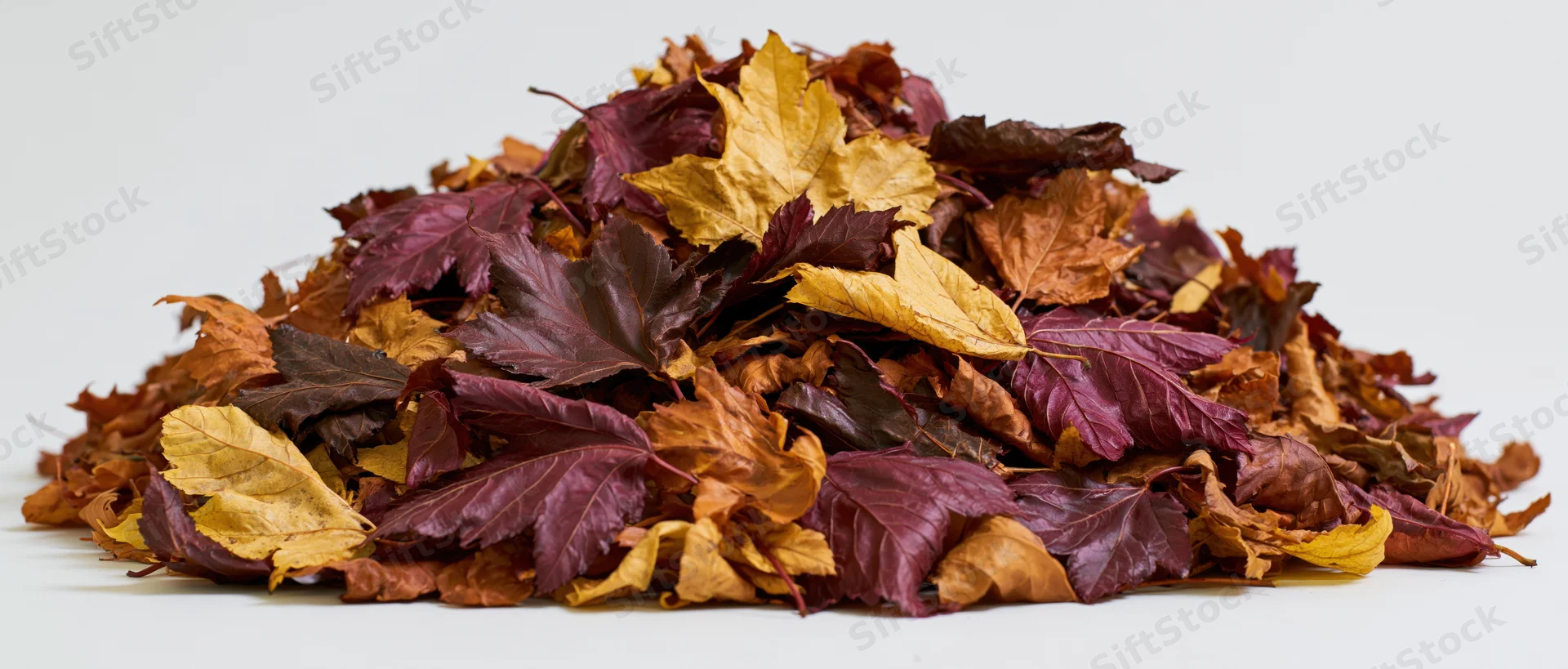 A mound of dried autumn leaves in shades of red, orange, yellow and purple on a white surface