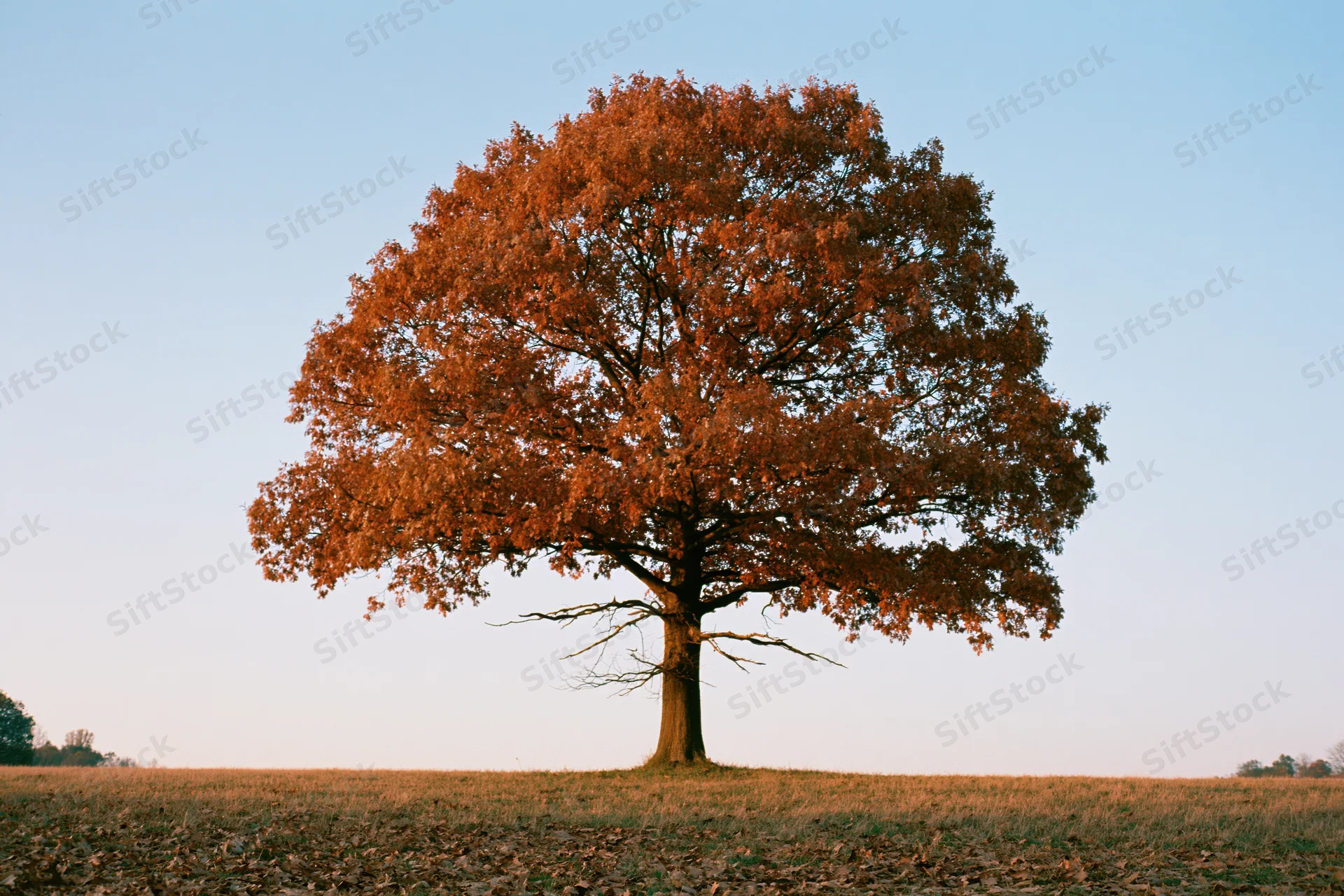 Solitary oak tree with autumn foliage standing in an open field under clear sky