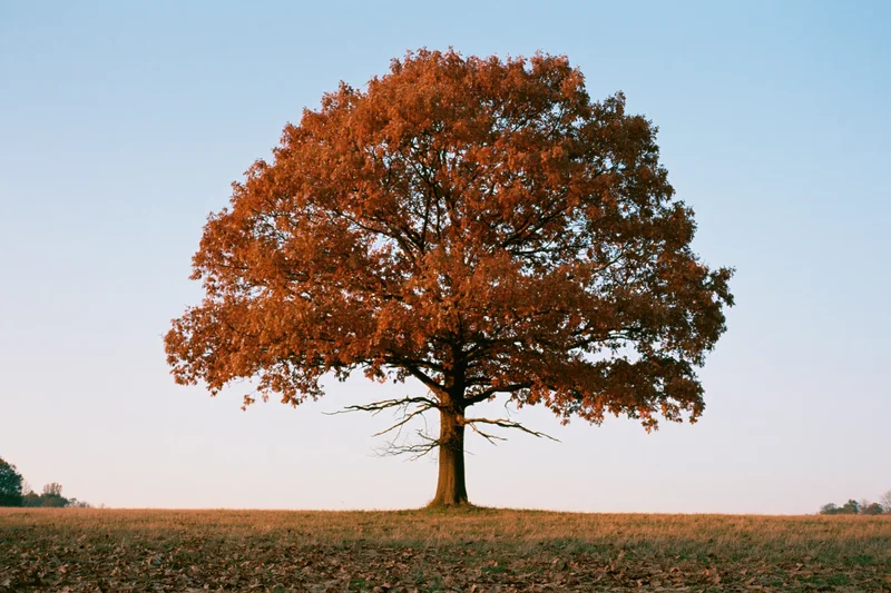 Solitary oak tree with autumn foliage standing in an open field under clear sky