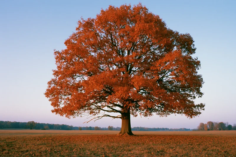 Solitary oak tree in full autumn foliage standing in an open field under a clear blue sky
