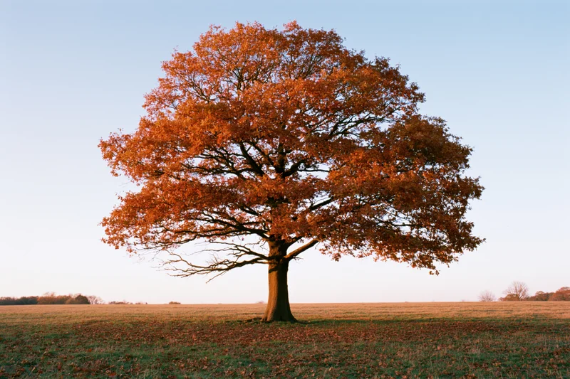 Solitary oak tree with full autumn foliage standing in an open field under a clear sky