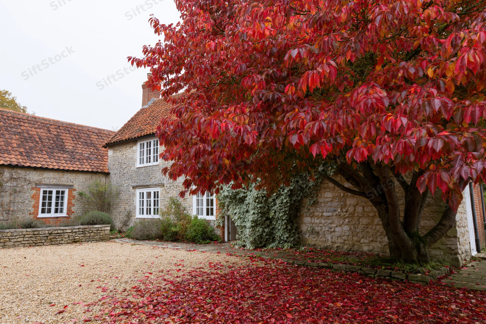 Large tree with dense crimson and scarlet autumn foliage in front of a stone cottage with white windows and gravel yard