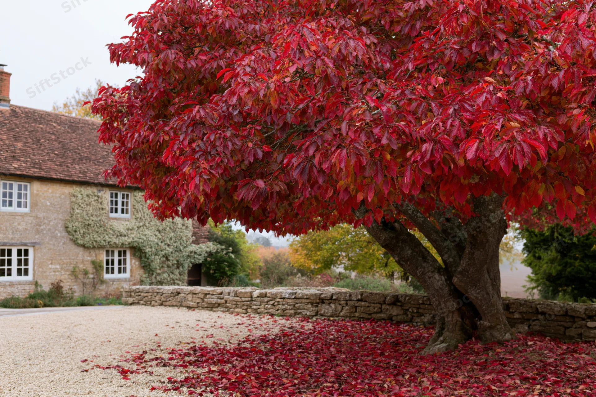 Large tree with dense red autumn foliage in a gravel courtyard beside a stone cottage