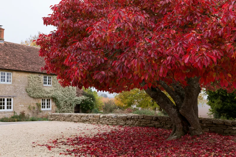 Large tree with dense red autumn foliage in a gravel courtyard beside a stone cottage