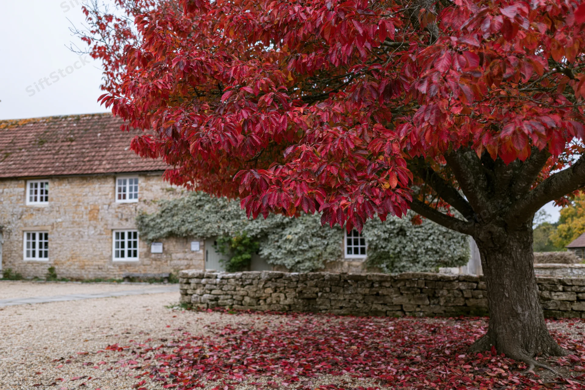 Large tree with dense red autumn foliage in a rural yard beside a stone cottage