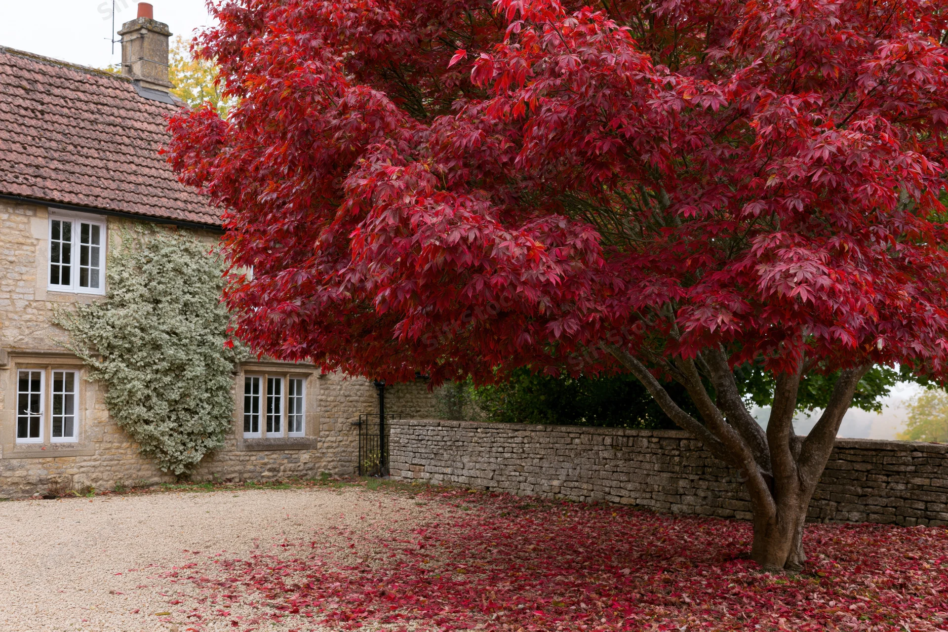 Large tree with dense red autumn foliage in a stone-walled yard beside a cottage