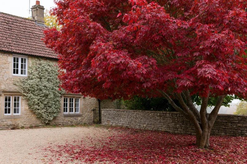 Large tree with dense red autumn foliage in a stone-walled yard beside a cottage