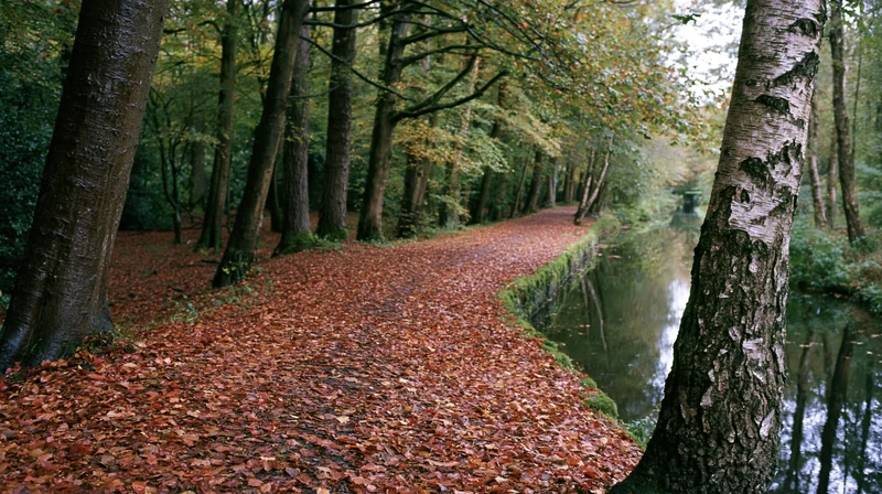 Leaf-covered path winding through autumn forest alongside a calm canal