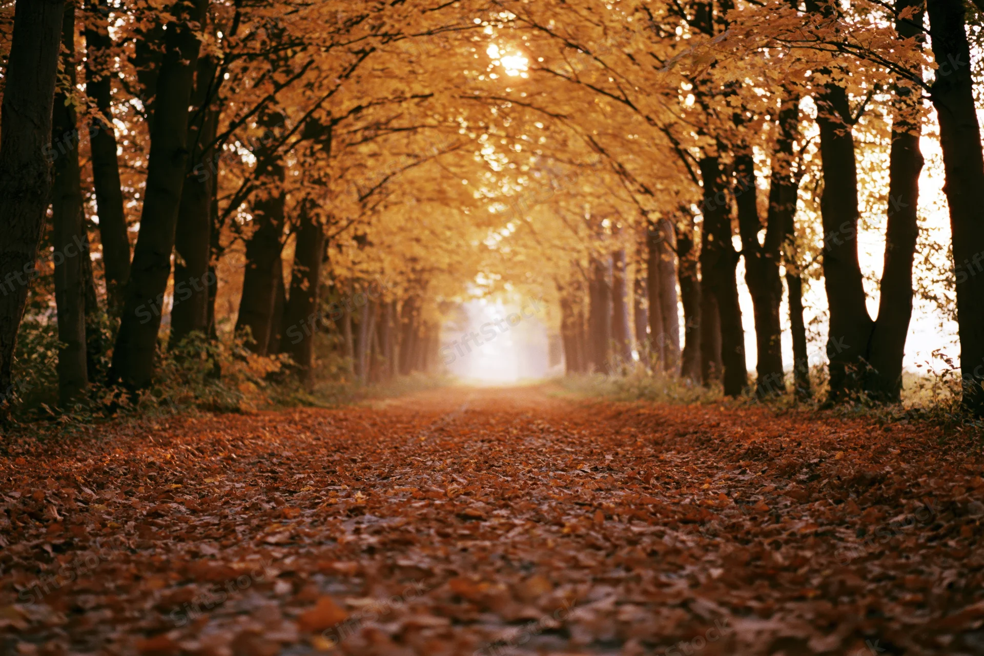 Leaf-covered pathway through tall autumn trees forming a tunnel with sunlight filtering through the canopy